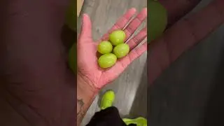 What in the gmo?! These grapes are huge 🤯