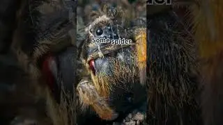 🌟 Fascinating Spider Facts You Won't Believe! 🕷️Wildlife