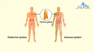 The immune system is one of the most complex system in the body