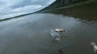 Рыбалка.Томь.Ловлю щуку,окуня,хариуса.