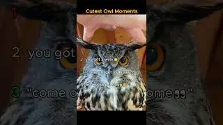 Cutest owl moments❣️