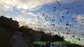 A flock of starlings from the DJI Neo