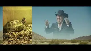 Paprika the tortoise versus Jimmy Barnes