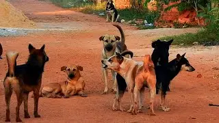 Love sweet life happy natural life best time to meeting they try to tack care cute girl