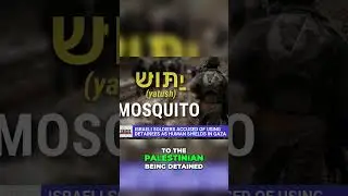 Inside Military Protocol: The Mosquito Procedure Explained