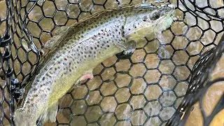 Streamer fishing - Fly Fishing for trout - Eastern PA