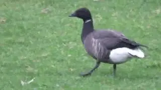 Rotgans - Branta bernicla - Annelies van Klinken