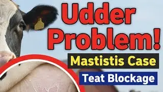 &ldquo;4 Buffalo Udder Cases 🩺 | Mastitis (3) & Teat Stenosis (1) | Practical Learning&rdquo;