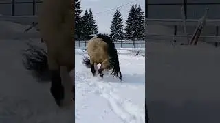 Evil Horse 😍#shorts #horse #short #tiktok #trending #viral #youtubeshorts #youtube #love #snow #usa