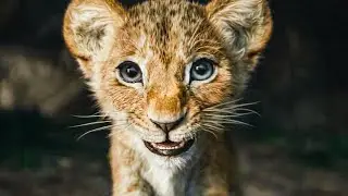 Mufasa: The Lion King - All Trailers, Clips & Spots From The Movie (2024)
