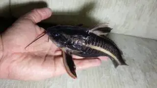 Полосатый платидорас (platydoras costatus). Raphael catfish. (04.02.2017)