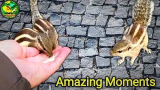Squirrel video funny | Squirrel's Heart Touching Reaction | Cute squirrel.