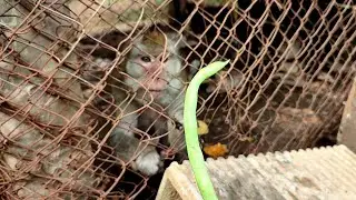 baby monkey eating beans