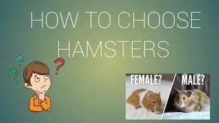 How to choose hamsters??Hamsters male or female??Full information about hamster in telugu #hamsters