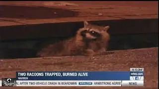 Warren Police investigate report of raccoons being trapped, burned alive