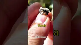 #koala #animals #ai #aiart #anime #animals