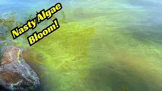 Oh No! We Have An Algae Bloom! Here&rsquo;s An Easy Way To Conquer It!