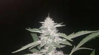 Do.Si.Dos outdoor