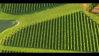 Drone view of Tunnel Creek Vineyards