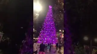 Christmas Tree [Light show] In Martin Place, Sydney 🎄 #shorts