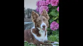 Que sont devenus les animaux du sauvetage XXL ?
