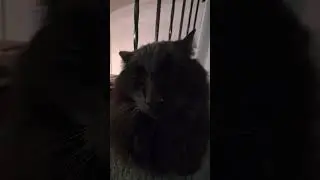 batman cat #funny #cat #funnycat #catvideos #cats #funnycatvideos #cute