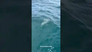 Can't name this spot 🤫 #fishingvideo #fishing #australia #dolphin #travel #viral #aussie #fail