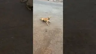 😅Bhaiya Dar Gaye #funny #funnyvideos #vlog #shortvideos #shortsviral #hindi #reels #daily #new