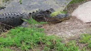 16th Alligator Lying by Culvert &  17th Gator Swimming at Orlando Wetlands! Florida