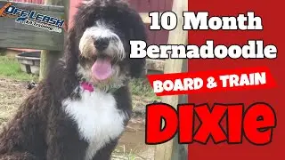 Wilmington Dog Trainers- 