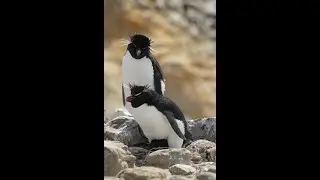 Antarctica, South Georgia Islands, Falklands cruise on SILVERWIND.   Dec 1 - Dec 21, 2023