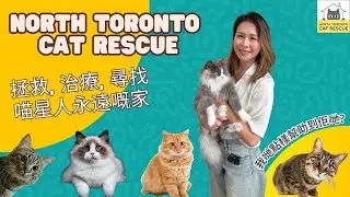 🐱【多倫多領養貓】North Toronto Cat Rescue 免殺免籠領養機構全面睇！睇完心都融化了～❤️ 你想俾邊隻貓一個家？#catadoption #cat