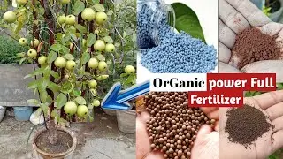 Organic Power Full Fertilizer for Guava plant at Home | super Home Made Fertilizer For Guava plant 