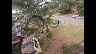 Professional Tree cutting