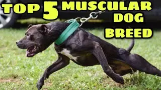 Top 5 muscular dog breed in the world Hindi / Urdu.