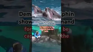 Say no to the dolphin show, & help take action at DolphinProject.com #dolphin #animals #conservation