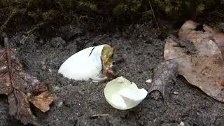 McCord's Box Turtle (Cuora mccordi) Hatches from Egg
