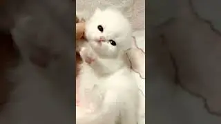 little adorable Kitty funny momentsmade my day🐾😘 #kittyvibes #cutecats #funnycats #kittenvideos #fyp