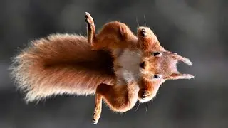 Squirrel 🐿 Catapult 😂