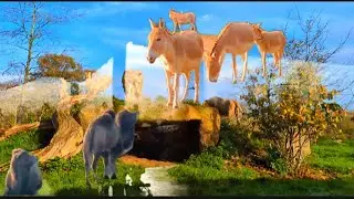 Lion's Chuffing (Chester Zoo) 🇬🇧 | Vickers Couple #couple  #vlog