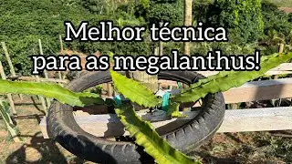 Troca de copa a melhor técnica para o desenvolvimento das variedades de pitayas megalanthus!