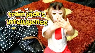 Train Jack's Intelligence