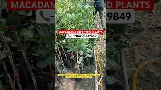 Grafted macadamia plants | Macadamia grafted plants #macadamia #macadamianuts #farming #farmer #new