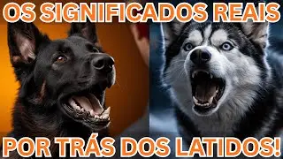 Os Significados Por Trás Dos Latidos Do Seu Cachorro! #pets #cachorro #dog #comportamentocanino