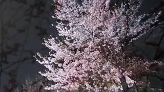 Maria De Buenos Aires - Yo Soy Maria (Astor Piazzolla) flute : Kirio Matsuda