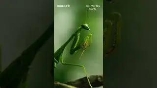 This mating mantis is headless 😬