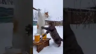 Dried fish / Вобла #funnycat #catmemes #whiskers #прикол #meme