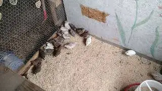 A Quality Quail Pad! ~~ Gypsy Haven Homestead!