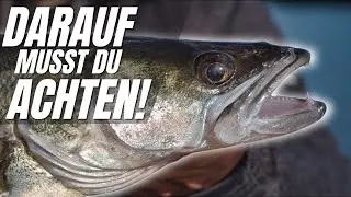 Achte auf die WOHLF&Uuml;HLTIEFE! So findest du Zander