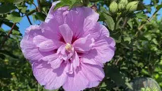 Identifying wild plants using plantnet